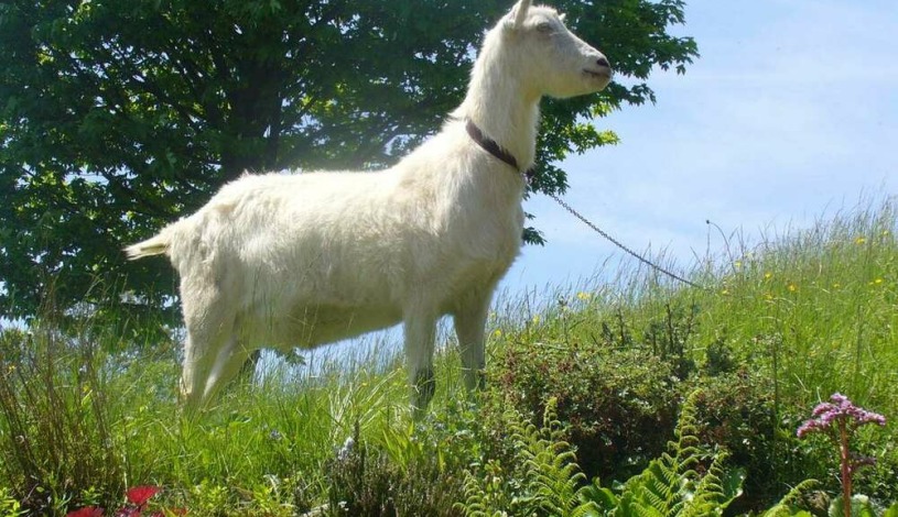 Krausovy boudy Špindlerův Mlýn